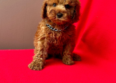 Safkan Toy Poodle Yavrularımız